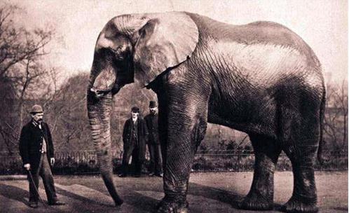 大象玛莉爆料事件真相视频,真相视频曝光背后的惊人内幕